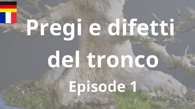 Book - Fronte - pregi e difetti del tronco - Ep.1